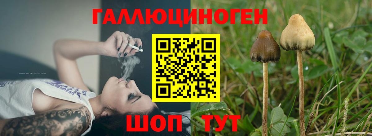 Курчатов  Галлюциногенные грибы Magic Shrooms  наркота  Вход с VPN 